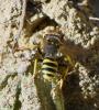 Nomada succincta